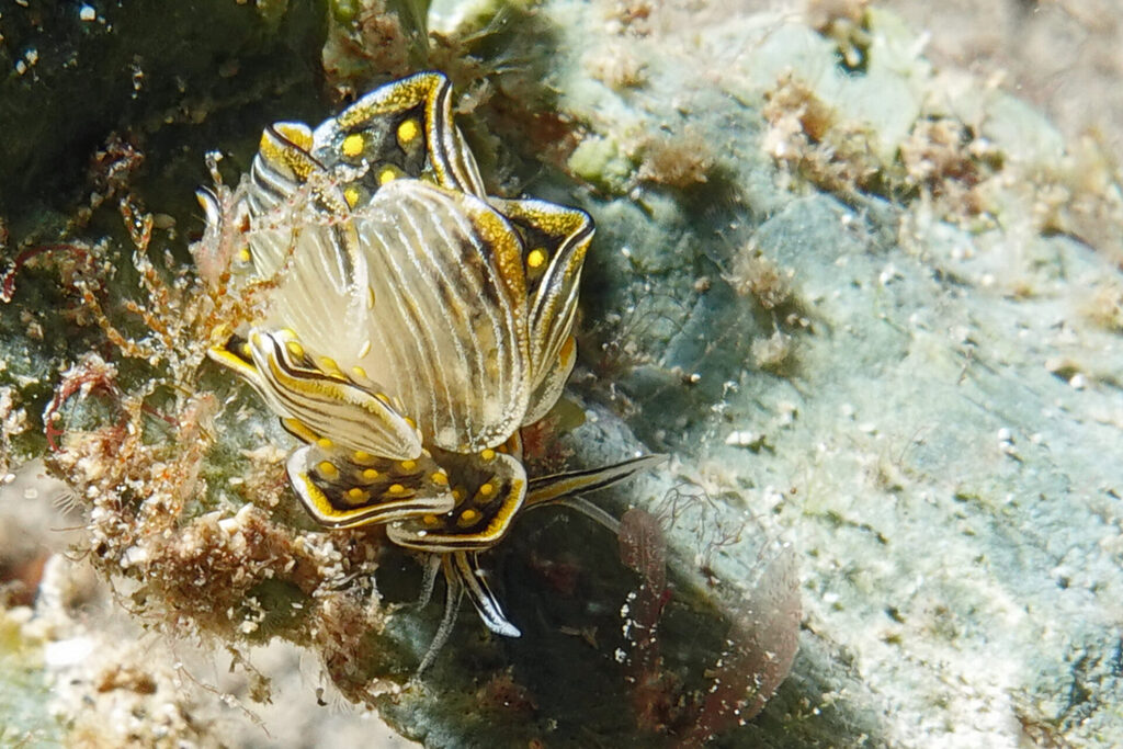 Die Schmetterlingsnacktschnecke: Cyerce nigra, oder auch „Tiger Butterfly Seaslug“