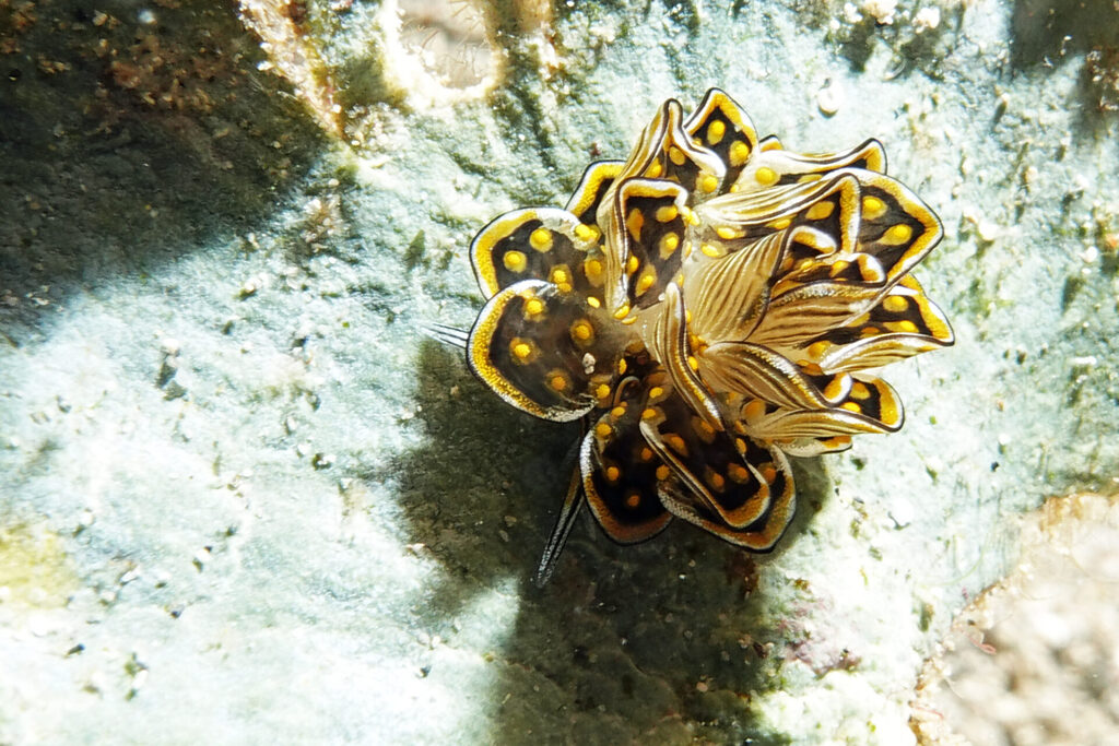 Die Schmetterlingsnacktschnecke: Cyerce nigra, oder auch „Tiger Butterfly Seaslug“