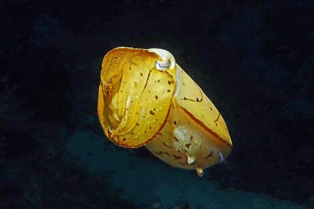 Tauchen_Bangka_Sulawesi_dsc02437