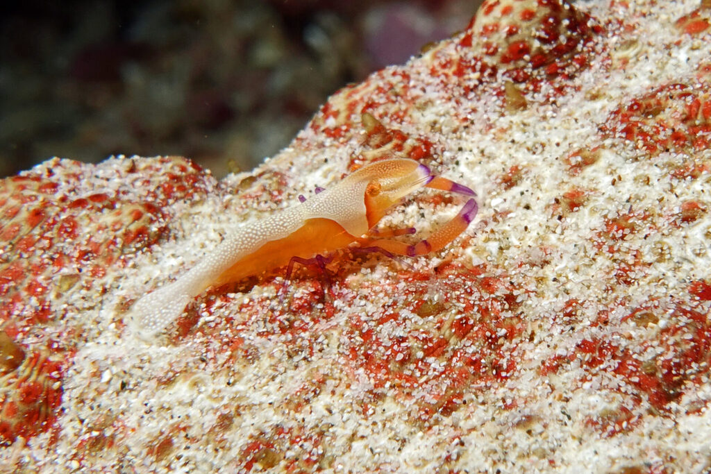 Tauchen_Bangka_Sulawesi_dsc02442