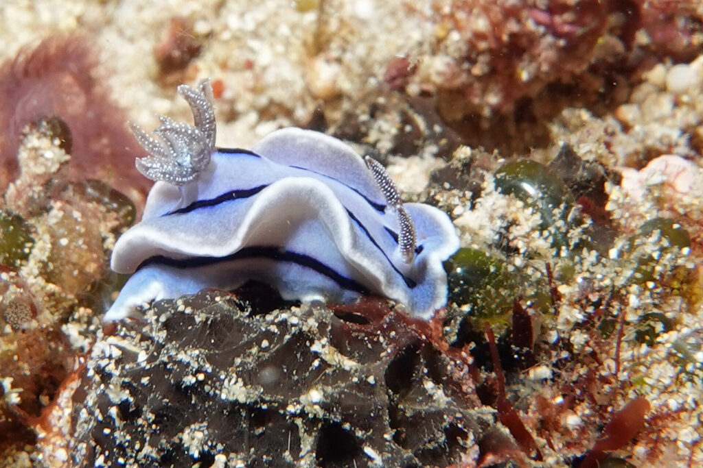 Nacktschnecken, beim Tauchen um Bangka Island in Sulawesi, sind farbenprächtig.