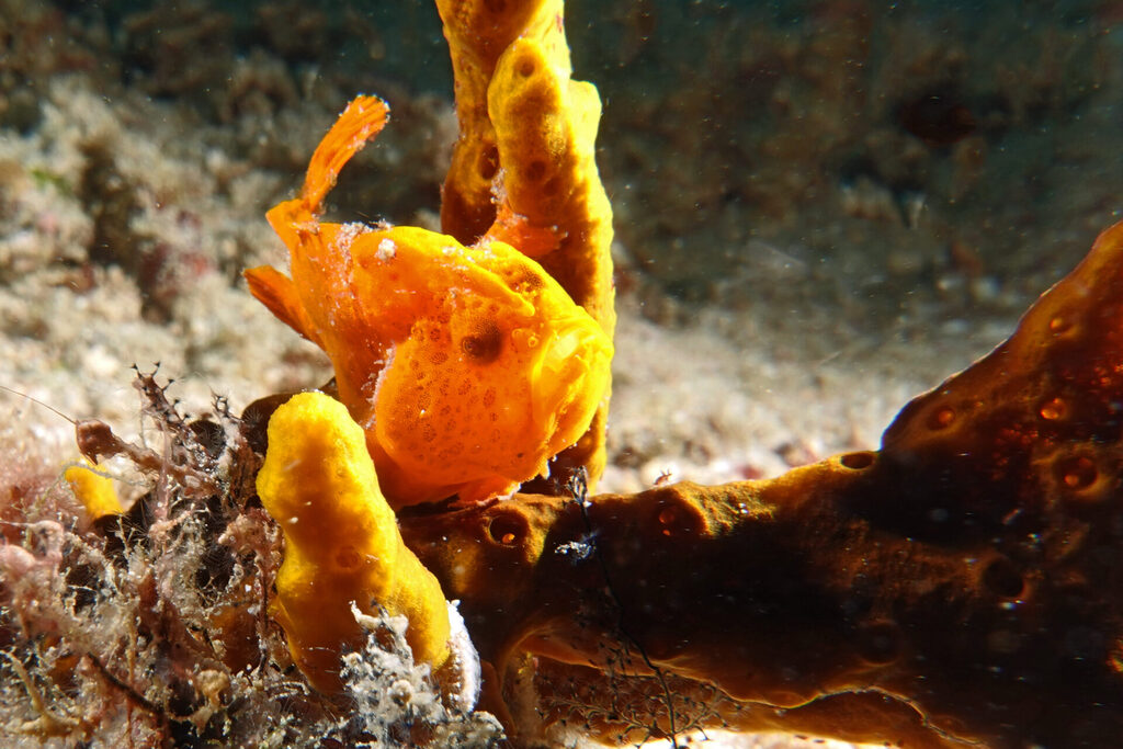 Anglerfisch beim Tauchen um Bangka Island in Sulawesi