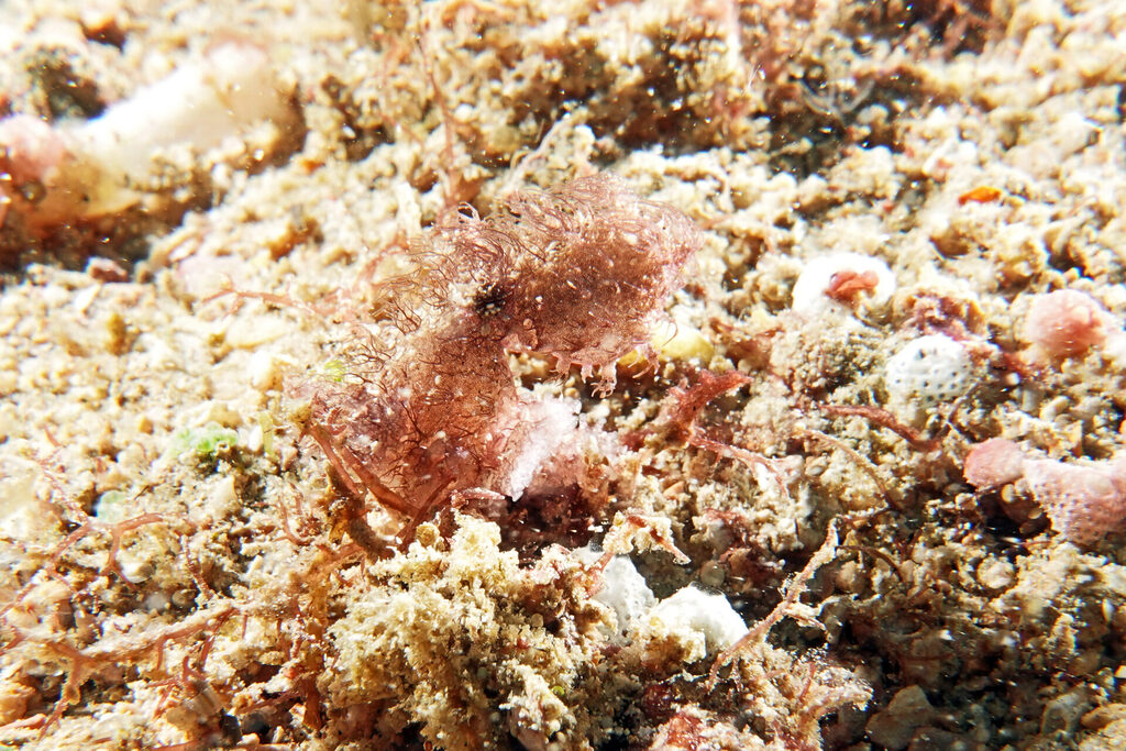 Tauchen_Bangka_Sulawesi_dsc02481