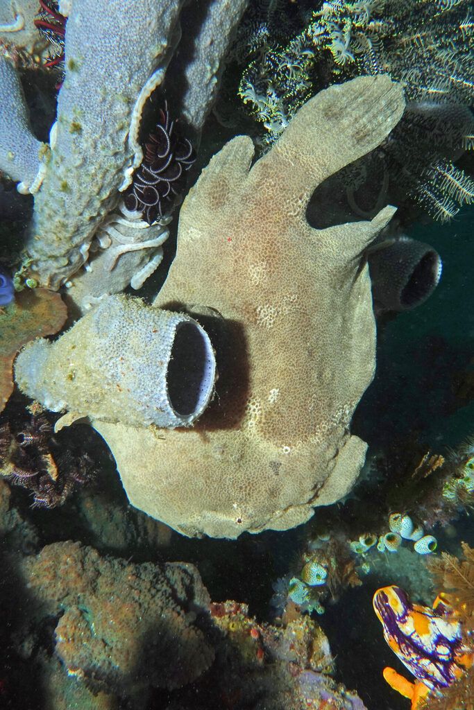 Anglerfisch beim Tauchen um Bangka Island in Sulawesi