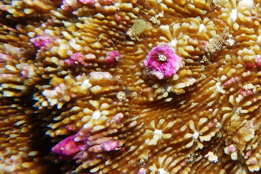 Tauchen_Bangka_Sulawesi_dsc02518