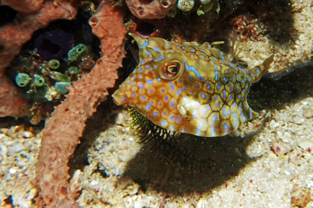 Tauchen_Bangka_Sulawesi_dsc02519
