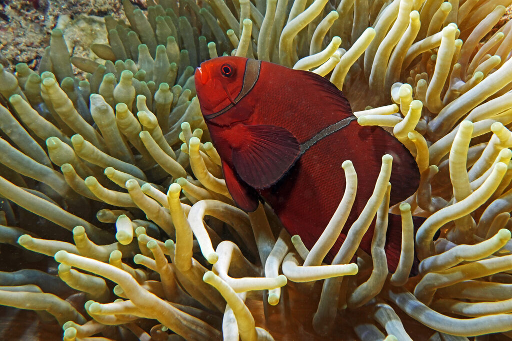 Anemonenfisch beim Tauchen um Bangka Island in Sulawesi