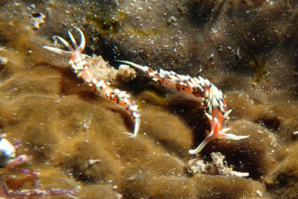 Tauchen_Bangka_Sulawesi_dsc02540 Nacktschnecken, beim Tauchen um Bangka Island in Sulawesi, sind farbenprächtig.