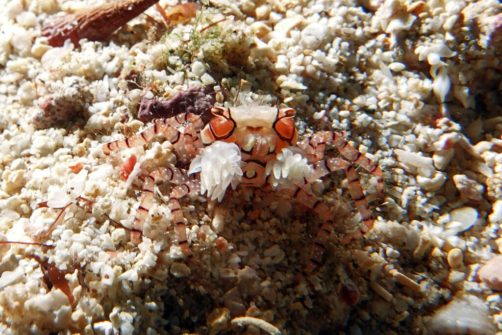 Die Boxerkrabbe, die Ivan beim Tauchen um Bangka Island für uns fand.
