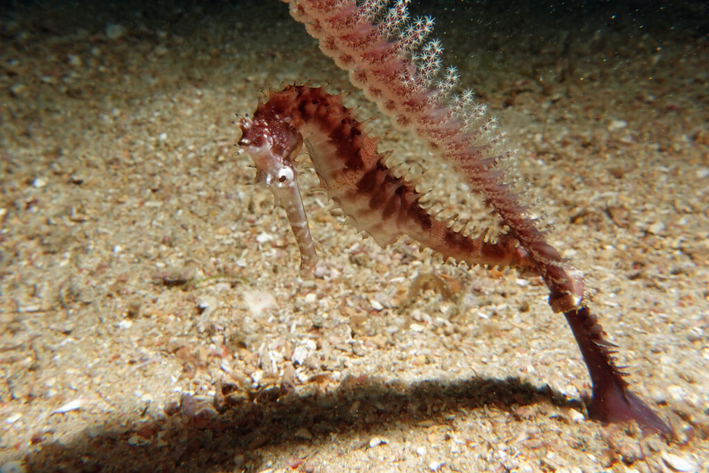 Seepferdchen beim Tauchen vor Bangka Island