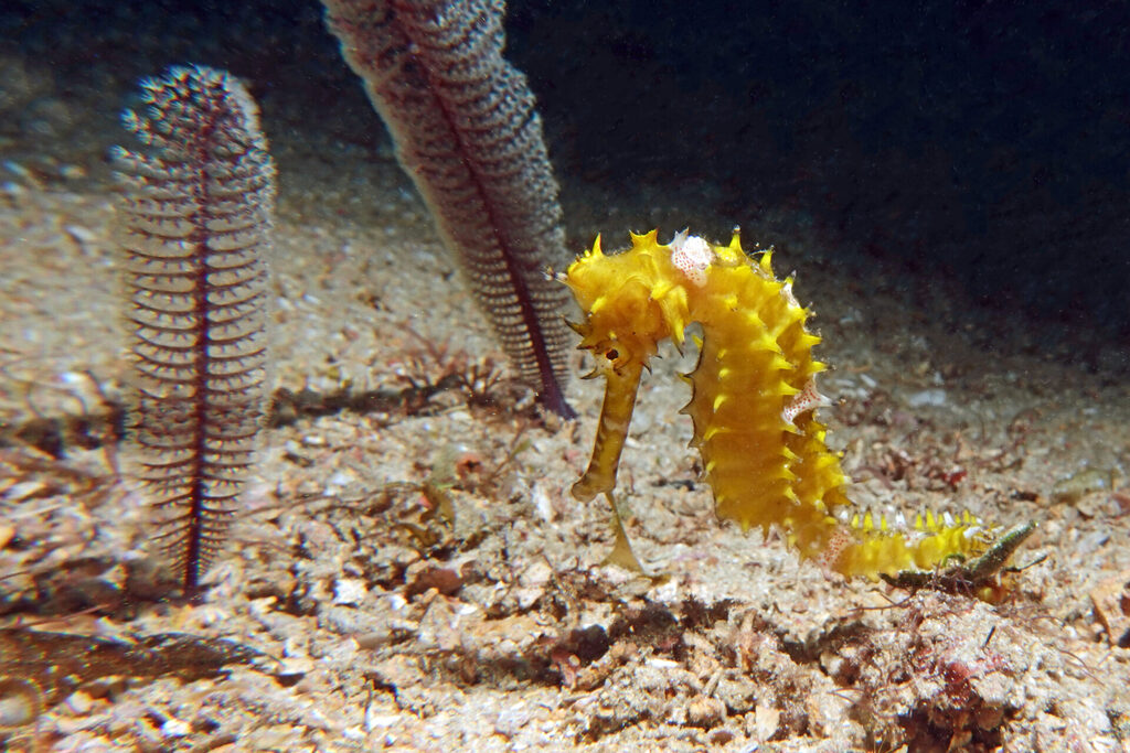 Seepferdchen beim Tauchen vor Bangka Island