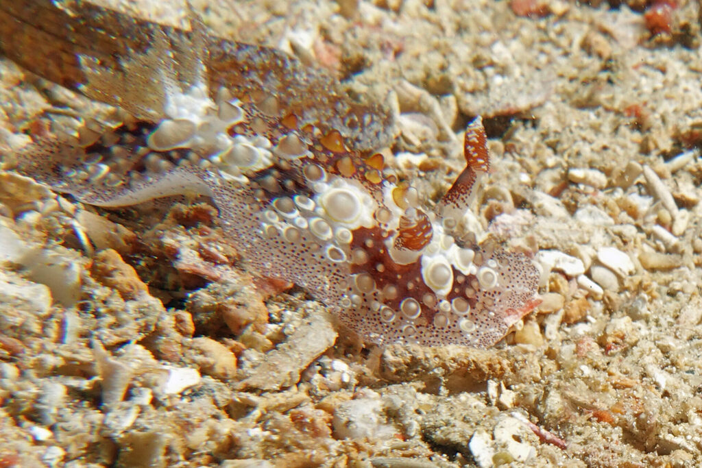 Nacktschnecken, beim Tauchen um Bangka Island in Sulawesi, sind farbenprächtig.