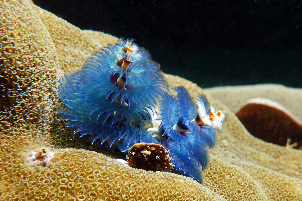 Tauchen_Bangka_Sulawesi_dsc02620