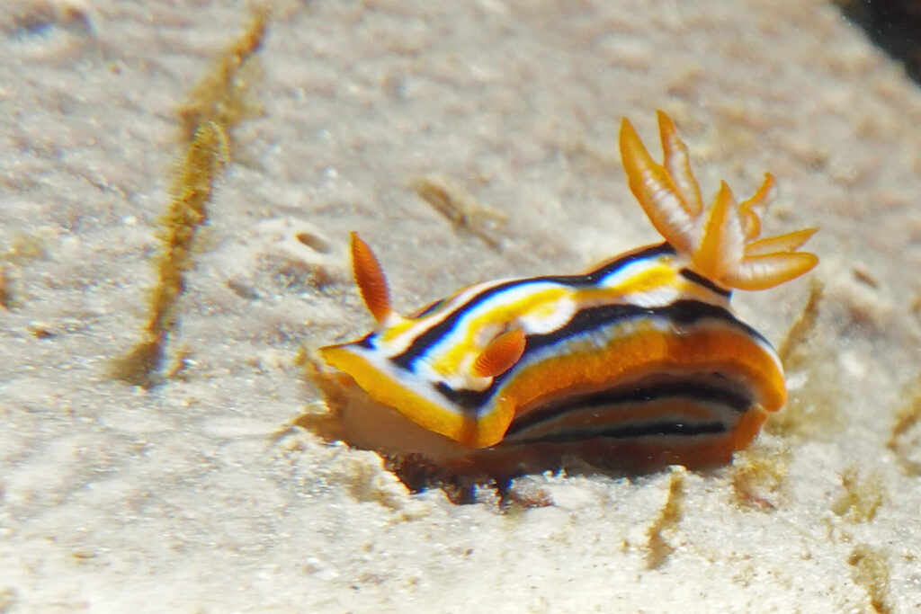 Tauchen_Bangka_Sulawesi_dsc02623