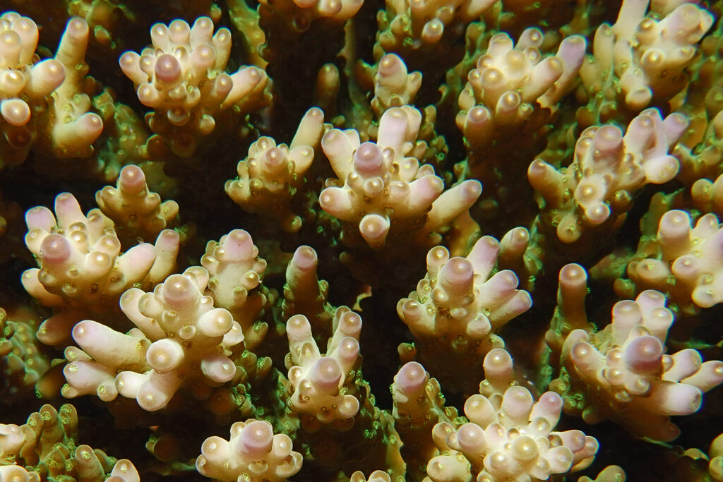 Tauchen_Bangka_Sulawesi_dsc02686