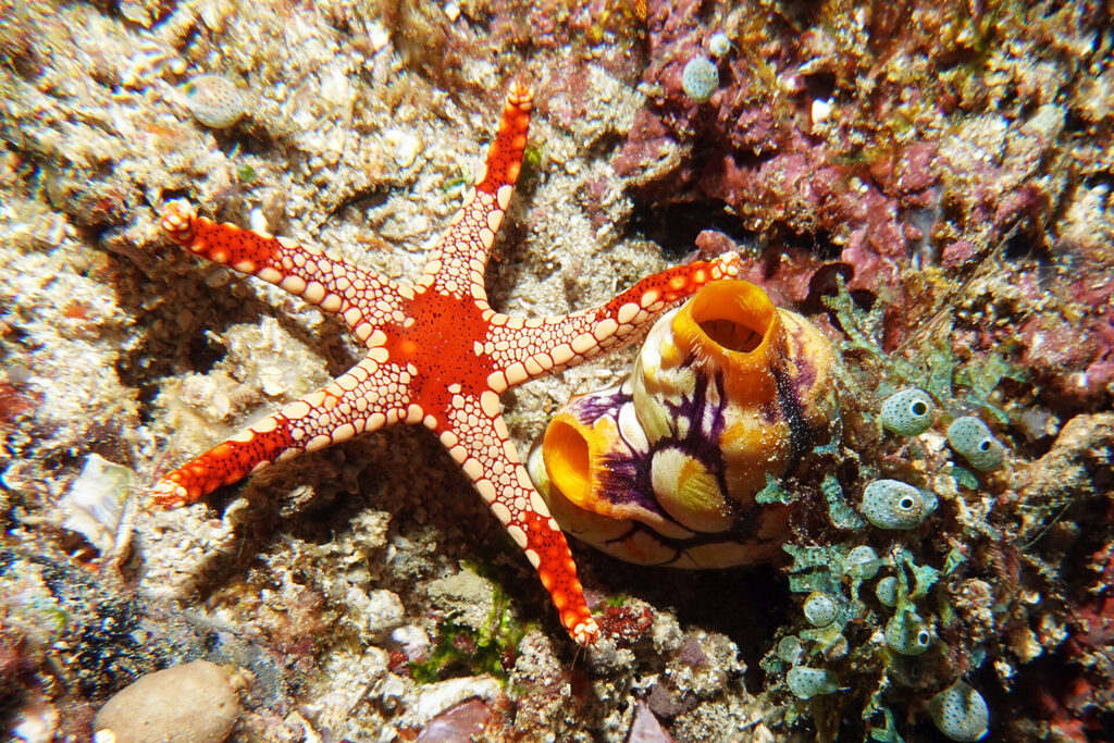 Tauchen_Bangka_Sulawesi_dsc02720