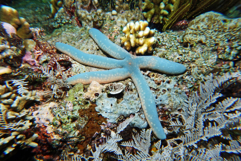 Tauchen_Bangka_Sulawesi_dsc02745