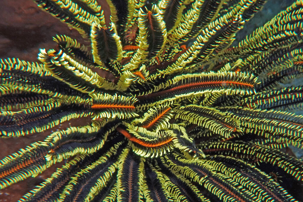 Tauchen_Bangka_Sulawesi_dsc02748