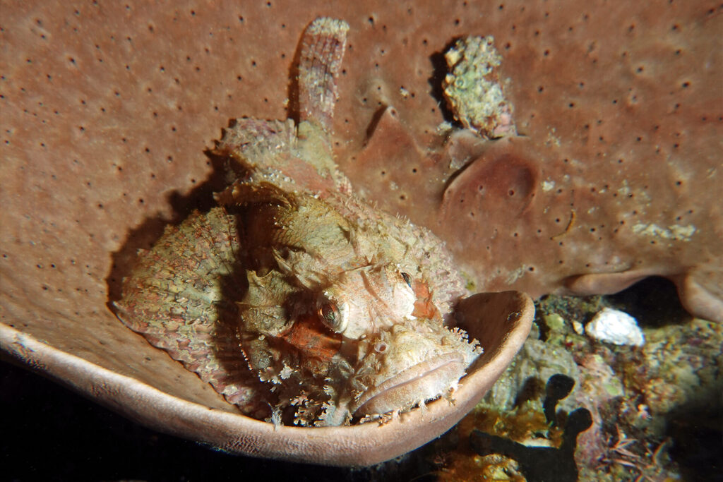 Tauchen_Bangka_Sulawesi_dsc02763