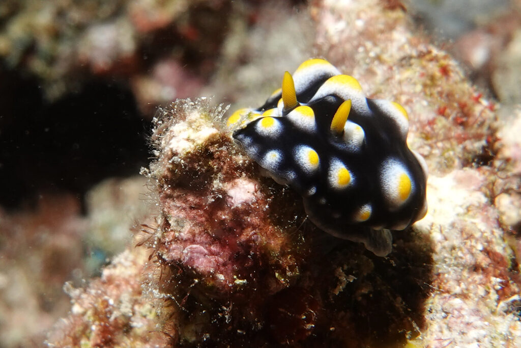 Tauchen_Bangka_Sulawesi_dsc02765