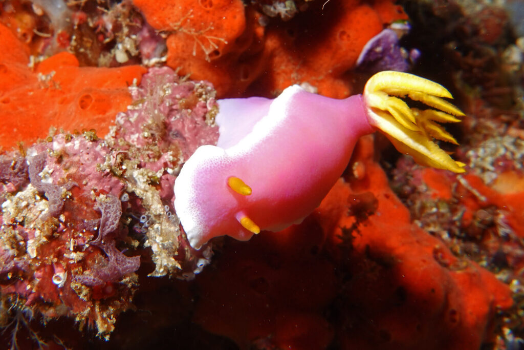 Tauchen_Bangka_Sulawesi_dsc02775