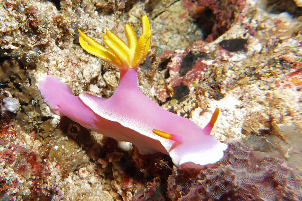 Nacktschnecken, beim Tauchen um Bangka Island in Sulawesi, sind farbenprächtig.
