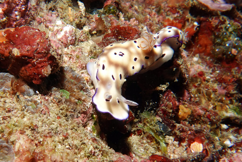 Nacktschnecken, beim Tauchen um Bangka Island in Sulawesi, sind farbenprächtig.