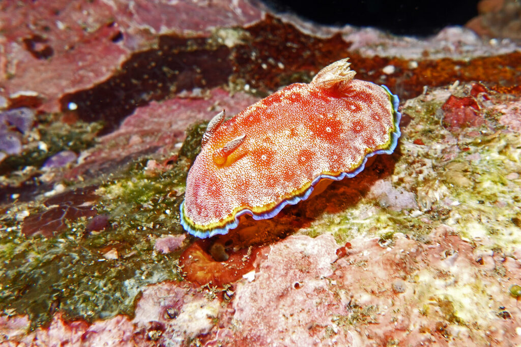 Nacktschnecken, beim Tauchen um Bangka Island in Sulawesi, sind farbenprächtig.