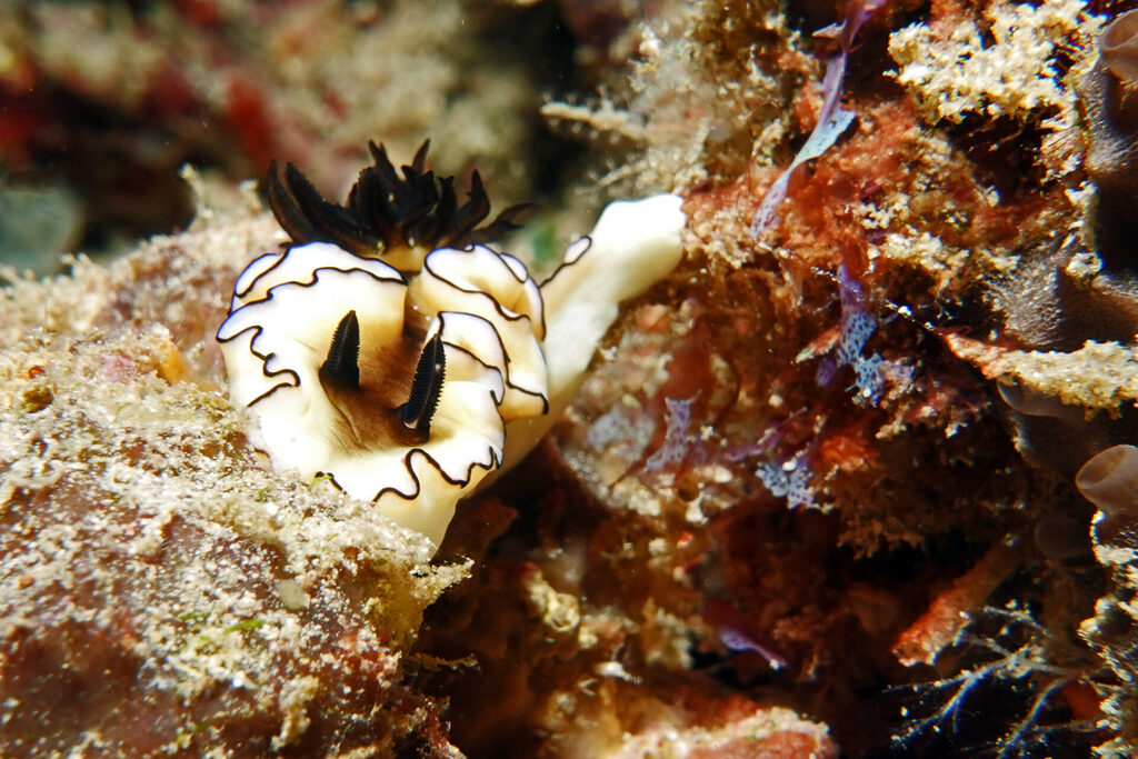 Nacktschnecken, beim Tauchen um Bangka Island in Sulawesi, sind farbenprächtig.