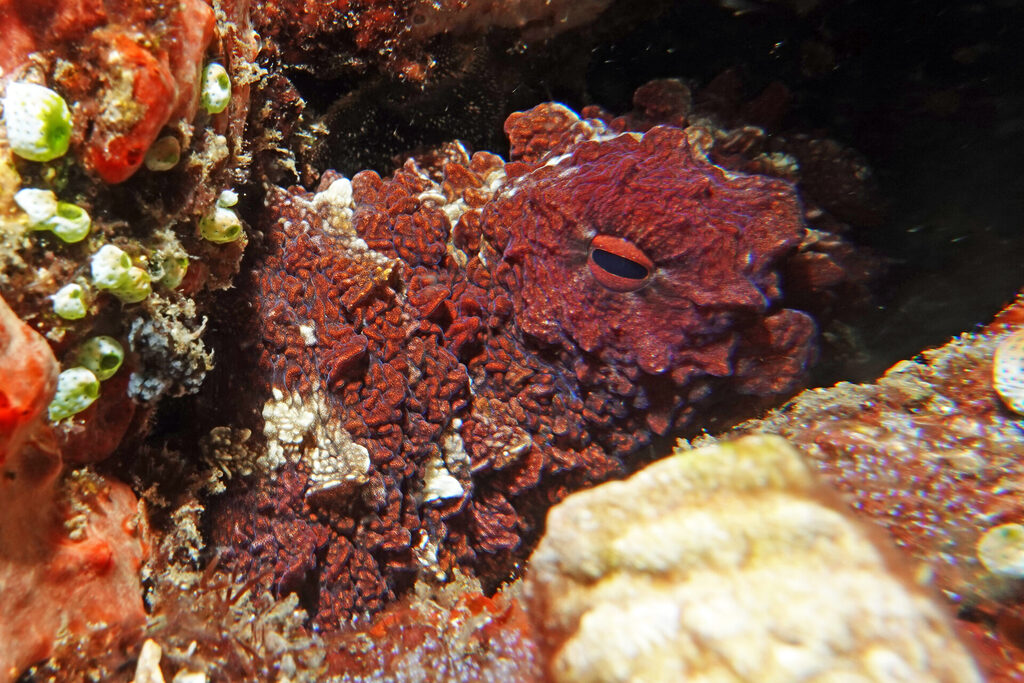 Tauchen_Bangka_Sulawesi_dsc02804