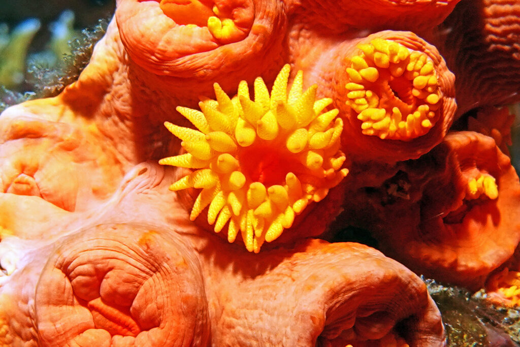 Tauchen_Bangka_Sulawesi_dsc02811