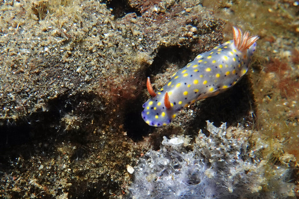 Nacktschnecke beim Tauchen in der Lembeh Strait