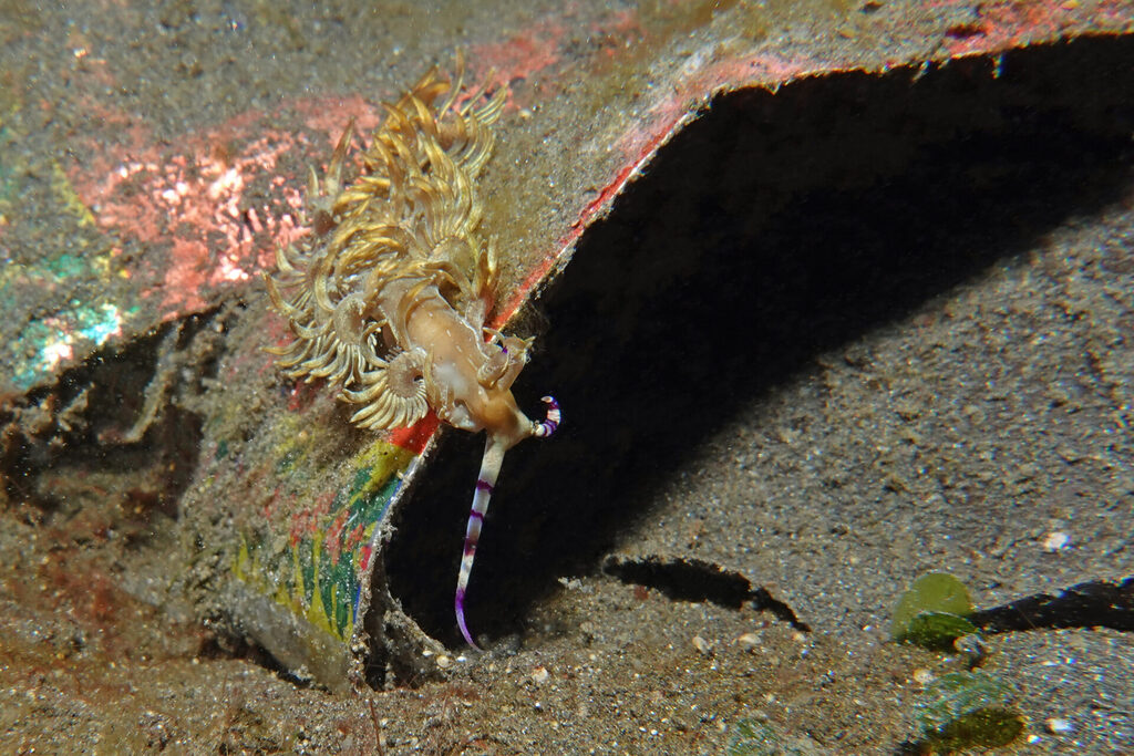 Nacktschnecke beim Muck-Tauchen auf Müllrest in der Lembeh Strait