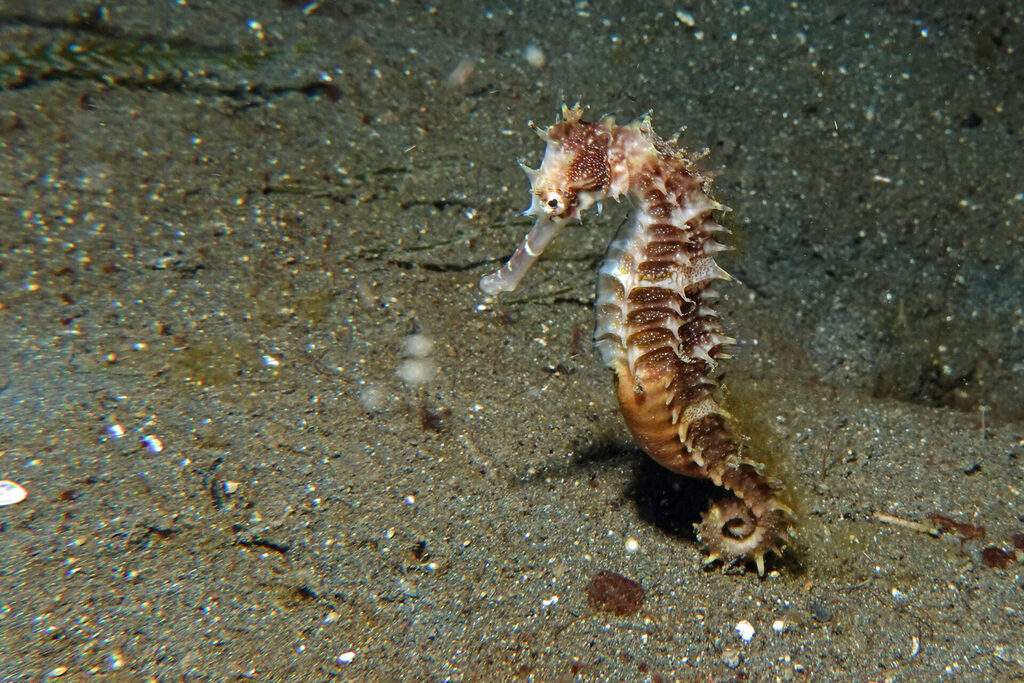 White-Sands_Lembeh_Sulawesi_dsc02817