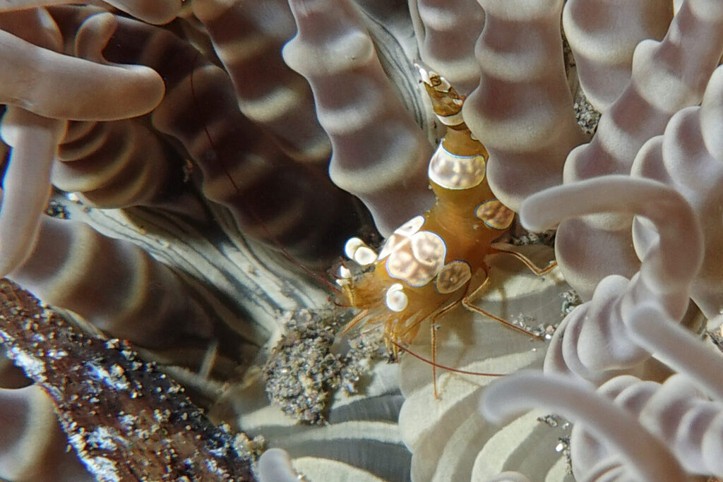 White-Sands_Lembeh_Sulawesi_dsc02857