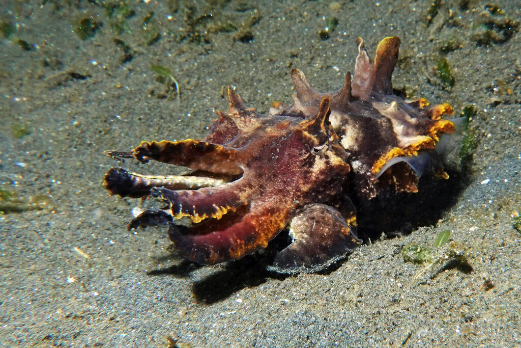 Prachtsepia (Flamboyant Cuttlefish)