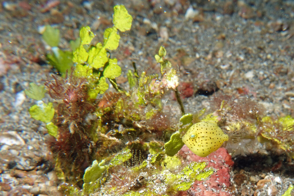 White-Sands_Lembeh_Sulawesi_dsc02904