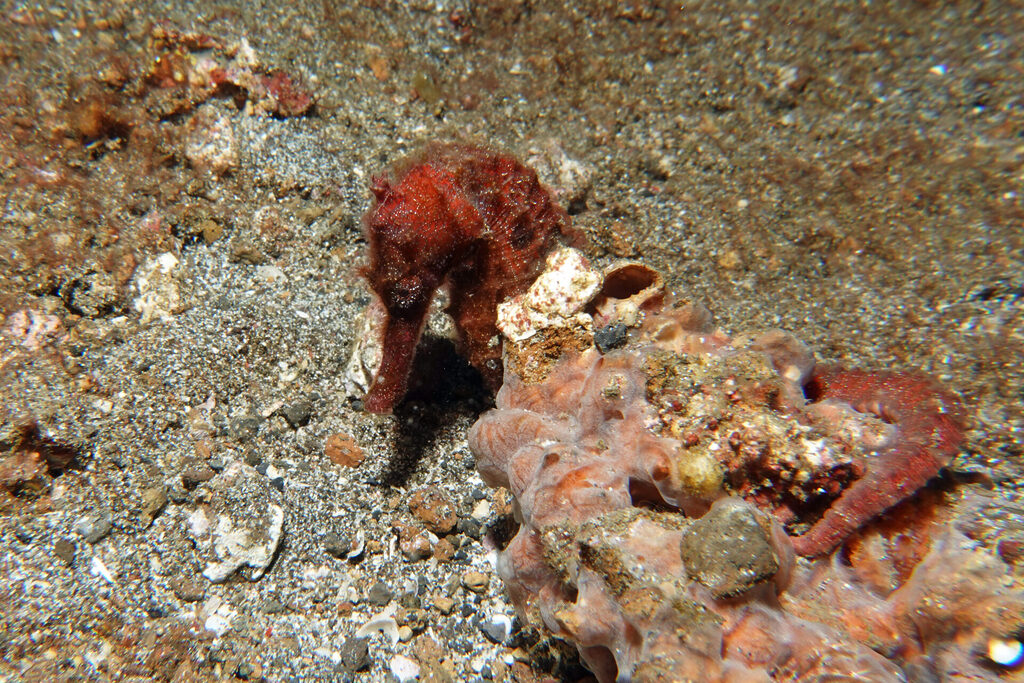 White-Sands_Lembeh_Sulawesi_dsc02907