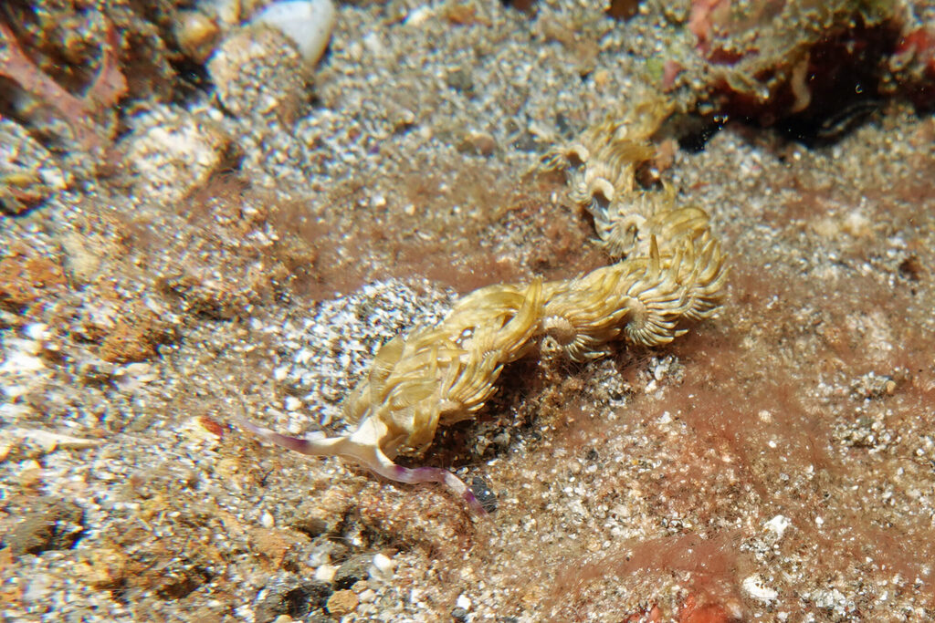 Nacktschnecke beim Tauchen in der Lembeh Strait