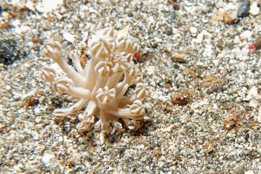 Nacktschnecke beim Tauchen in der Lembeh Strait