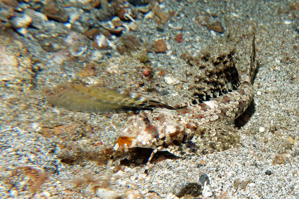 White-Sands_Lembeh_Sulawesi_dsc02922