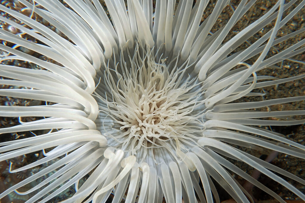 White-Sands_Lembeh_Sulawesi_dsc02929