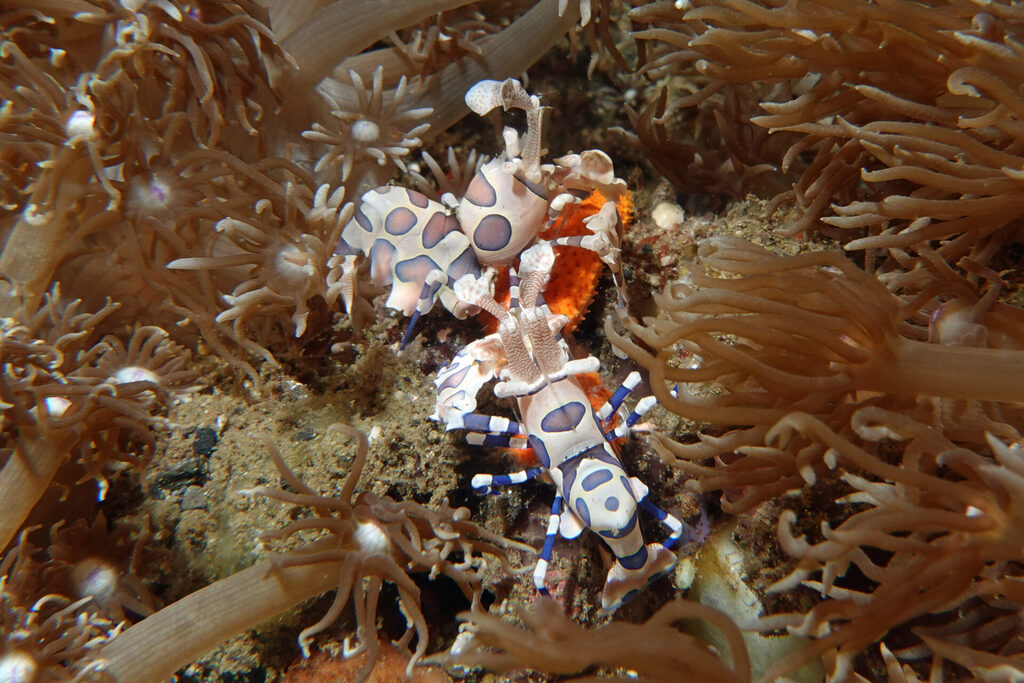 Ein Pärchen Harlekin-Garnelen frisst einen Seestern in der Lembeh Strait