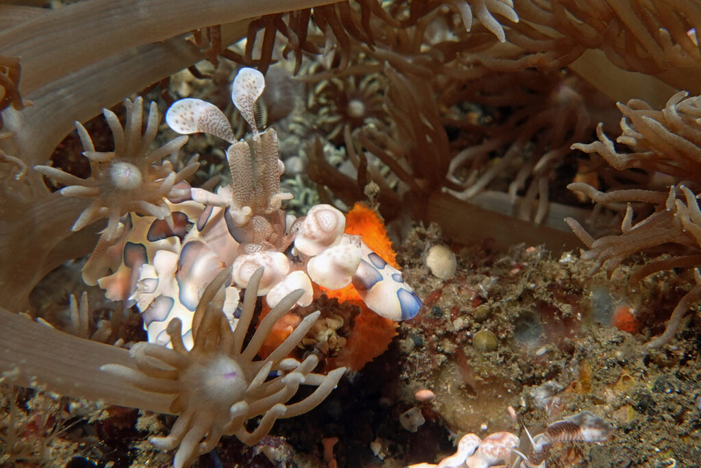 Ein Pärchen Harlekin-Garnelen frisst einen Seestern in der Lembeh Strait
