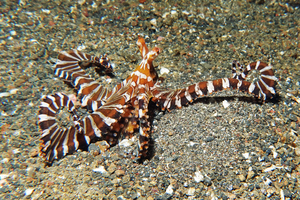 Wonderpus Oktopus