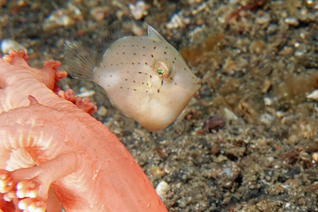White-Sands_Lembeh_Sulawesi_dsc03003