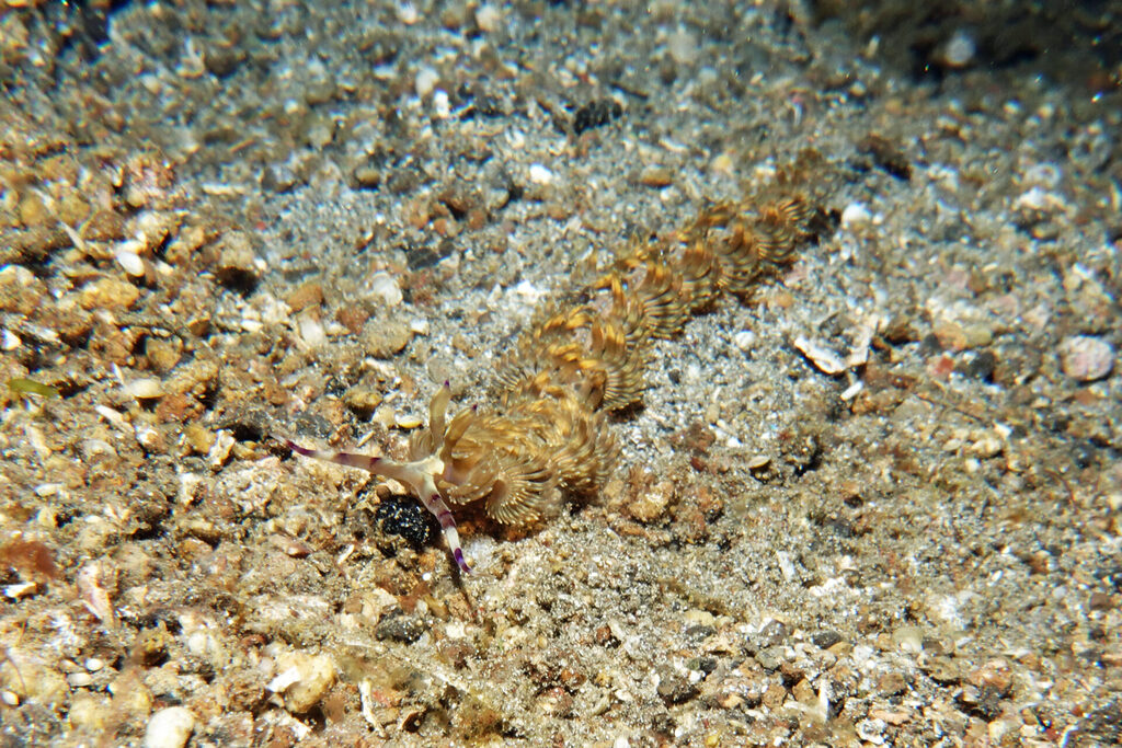 White-Sands_Lembeh_Sulawesi_dsc03015