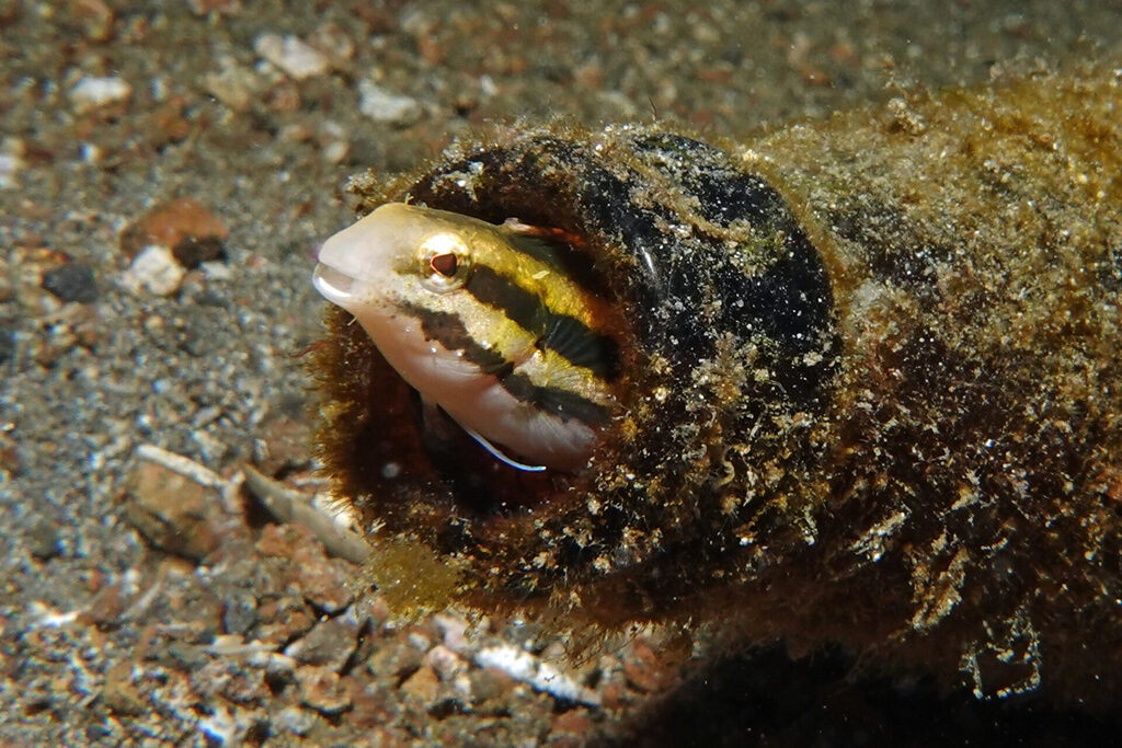 Recycling von Glasflaschen Lembeh-Style