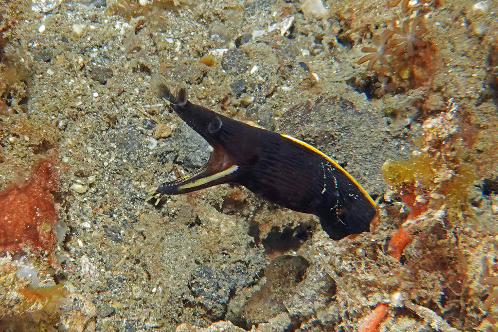 Juvenile Geistermuräne in ihrem schwarzen Tarnkleid