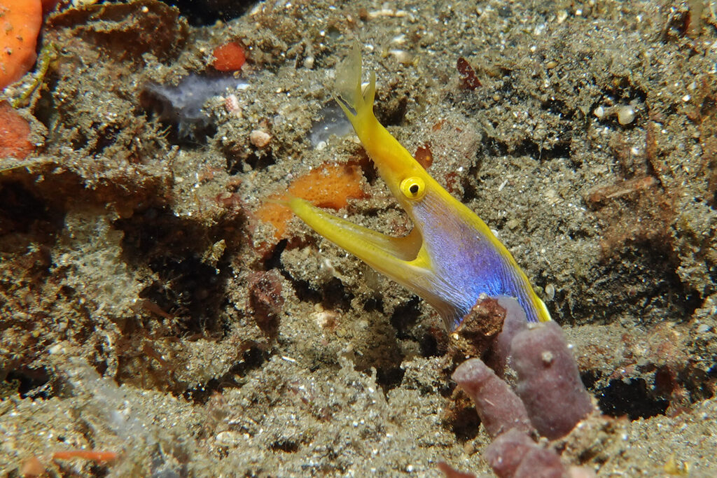 Die männliche Geistermuräne ist an ihrer blaugelben Färbung zu erkennen